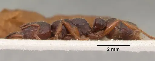 Amblyopone australis - CASENT0102184