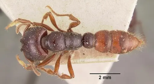 Amblyopone australis - CASENT0102519