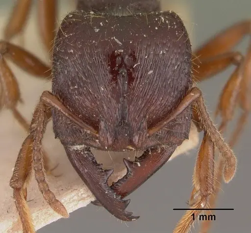 Amblyopone australis - CASENT0102519