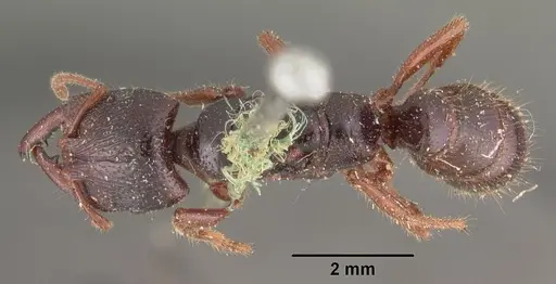 Amblyopone australis - CASENT0102520