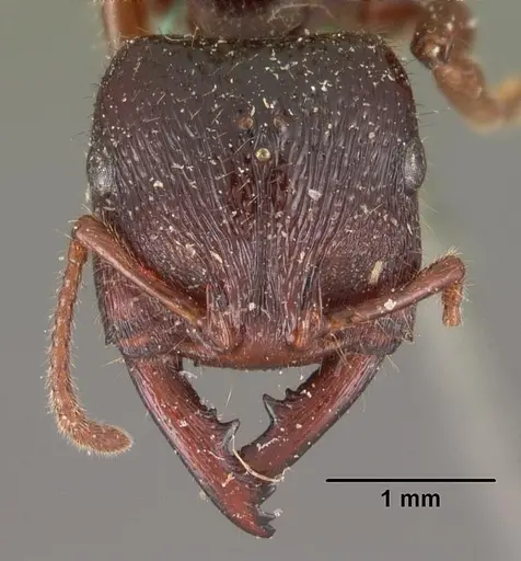 Amblyopone australis - CASENT0102520