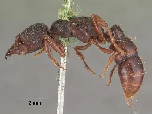 Amblyopone australis - CASENT0102520