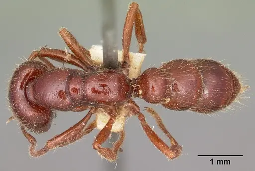 Amblyopone australis - CASENT0104575