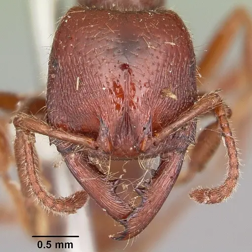 Amblyopone australis - CASENT0104575