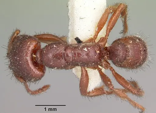 Amblyopone australis - CASENT0104576