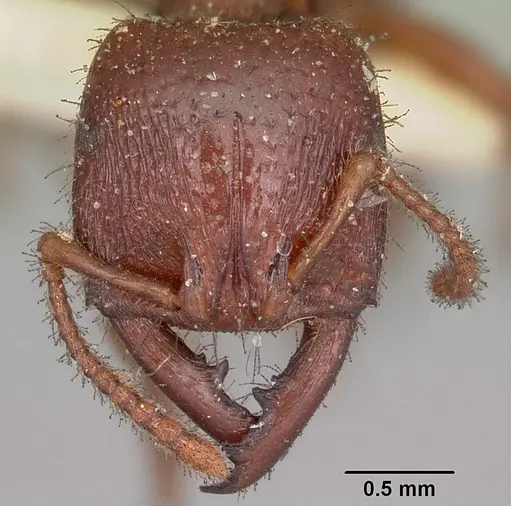 Amblyopone australis - CASENT0104576