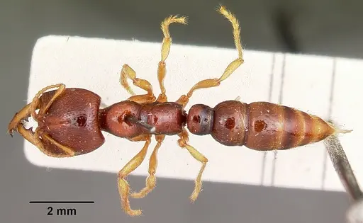 Amblyopone australis - CASENT0104578