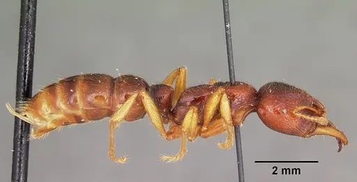 Amblyopone australis - CASENT0104578