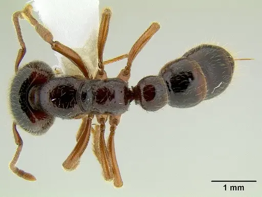 Amblyopone australis - CASENT0106229