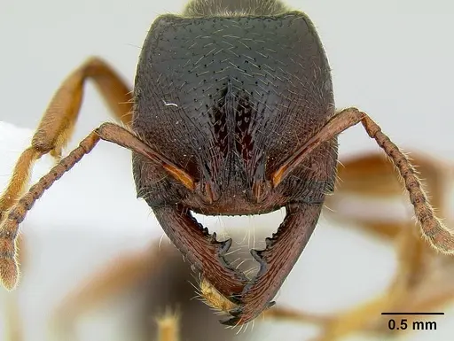 Amblyopone australis - CASENT0106229