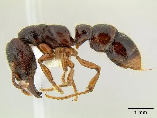 Amblyopone australis - CASENT0106229