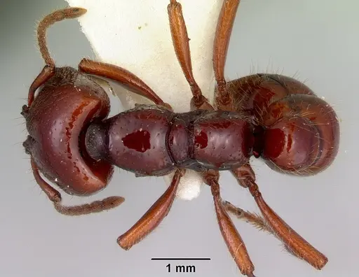 Amblyopone australis - CASENT0172212