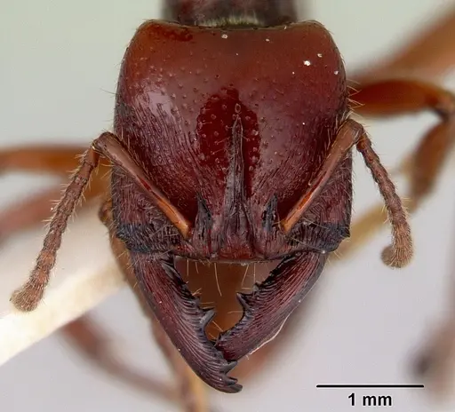 Amblyopone australis - CASENT0172212