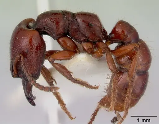 Amblyopone australis - CASENT0172212