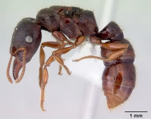 Amblyopone australis - CASENT0172213