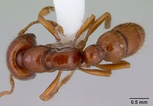 Amblyopone australis - CASENT0172214