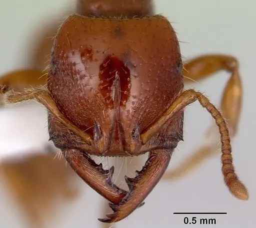 Amblyopone australis - CASENT0172214