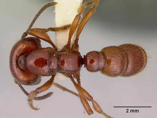 Amblyopone australis - CASENT0172244