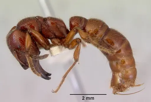 Amblyopone australis - CASENT0172244