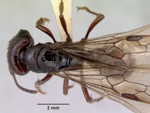 Amblyopone australis - CASENT0172245