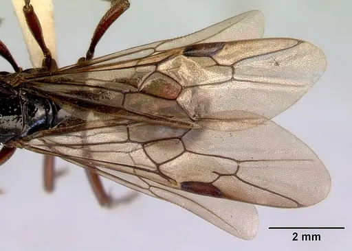 Amblyopone australis - CASENT0172245