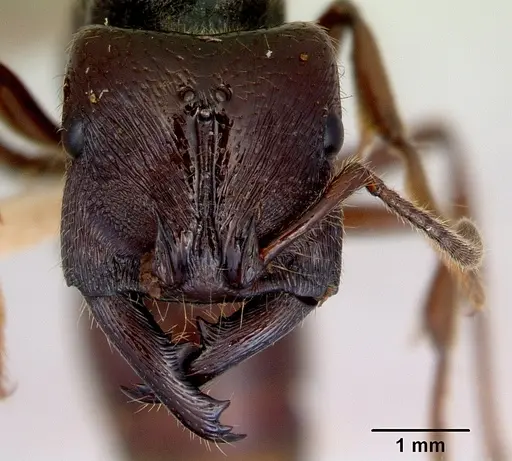 Amblyopone australis - CASENT0172245