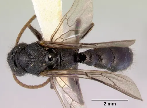 Amblyopone australis - CASENT0172246