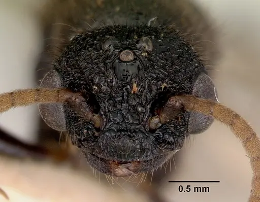 Amblyopone australis - CASENT0172246