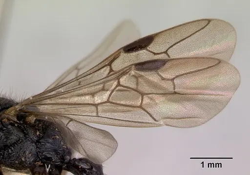 Amblyopone australis - CASENT0172246