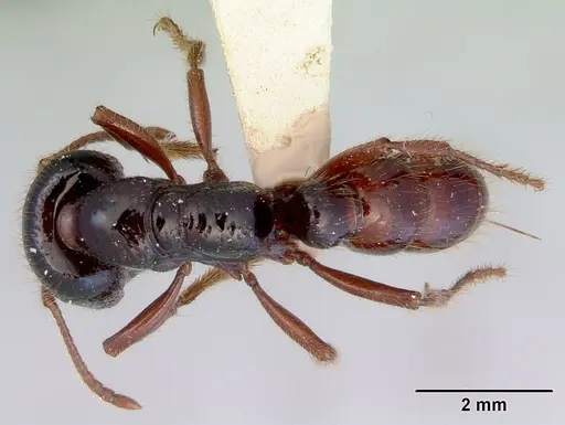 Amblyopone australis - CASENT0172266