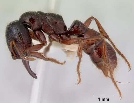 Amblyopone australis - CASENT0172266