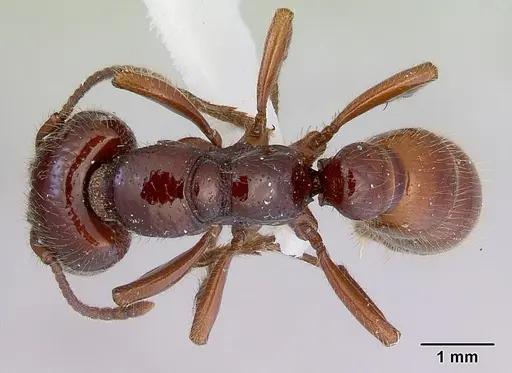 Amblyopone australis - CASENT0172267