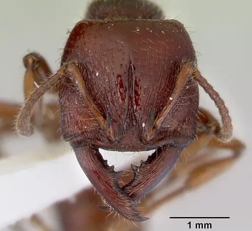 Amblyopone australis - CASENT0172267