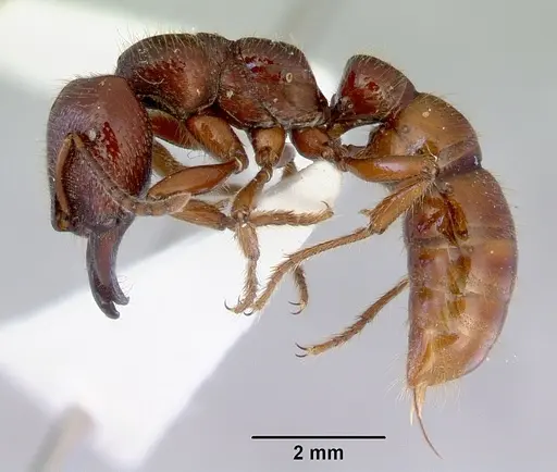 Amblyopone australis - CASENT0172267