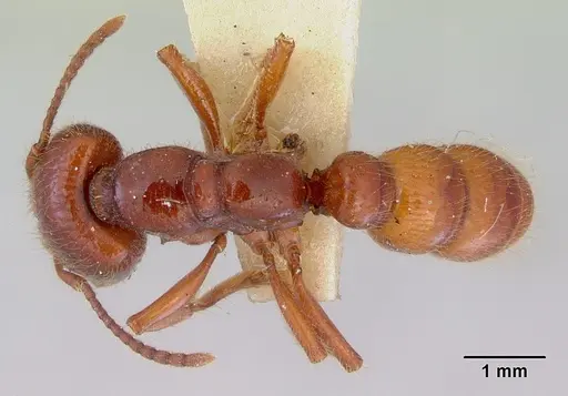 Amblyopone australis - CASENT0172268