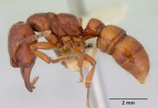 Amblyopone australis - CASENT0172268