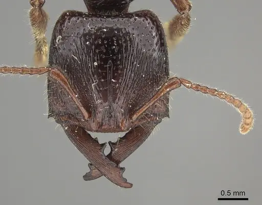 Amblyopone australis - CASENT0260443