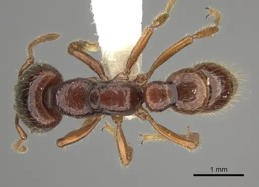 Amblyopone australis - CASENT0260444