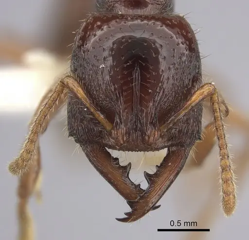 Amblyopone australis - CASENT0260444