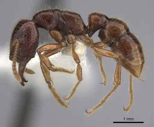 Amblyopone australis - CASENT0260444