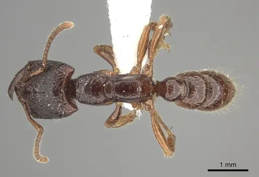 Amblyopone australis - CASENT0260445