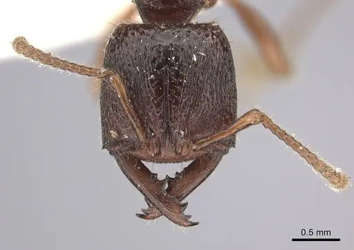 Amblyopone australis - CASENT0260445