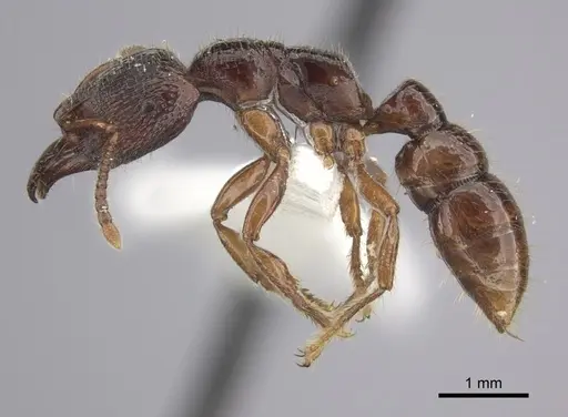 Amblyopone australis - CASENT0260445