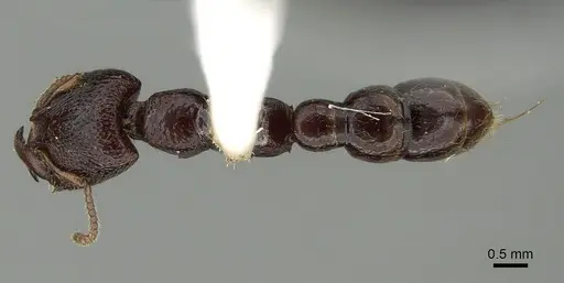 Amblyopone australis - CASENT0280654