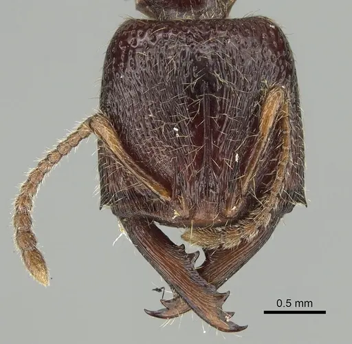 Amblyopone australis - CASENT0280654