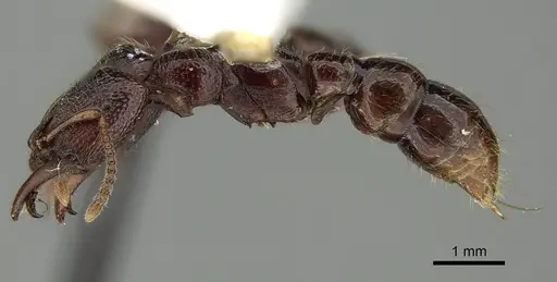 Amblyopone australis - CASENT0280654