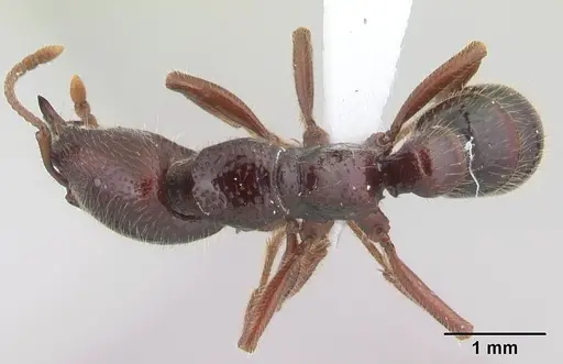 Amblyopone australis - CASENT0434465