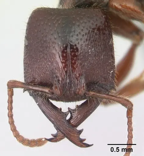 Amblyopone australis - CASENT0434465