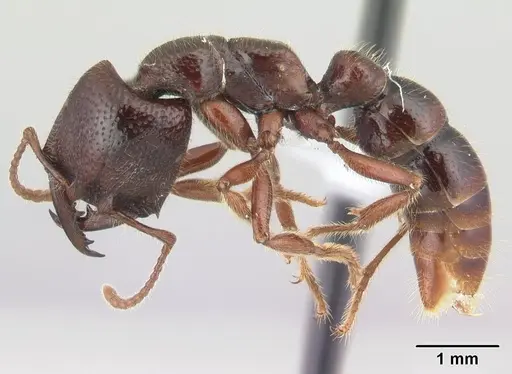 Amblyopone australis - CASENT0434465