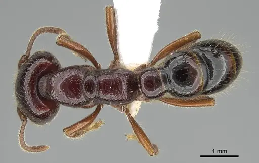 Amblyopone australis - CASENT0746790